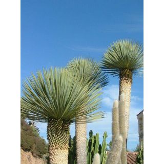 YUCCA ROSTRATA ユッカ ロストラータ 種子 50粒 強耐寒銀葉(その他)
