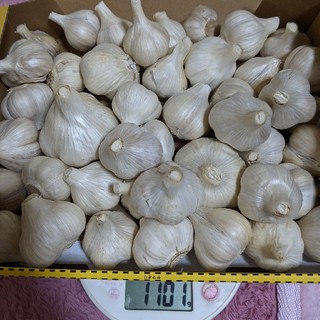 6片ニンニクS　1キロ(野菜)