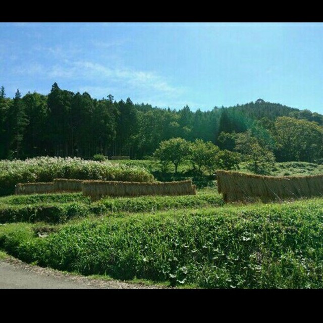 お待たせしました♥令和2年の新米コシヒカリ収穫しました！天日干しはざ掛け 1