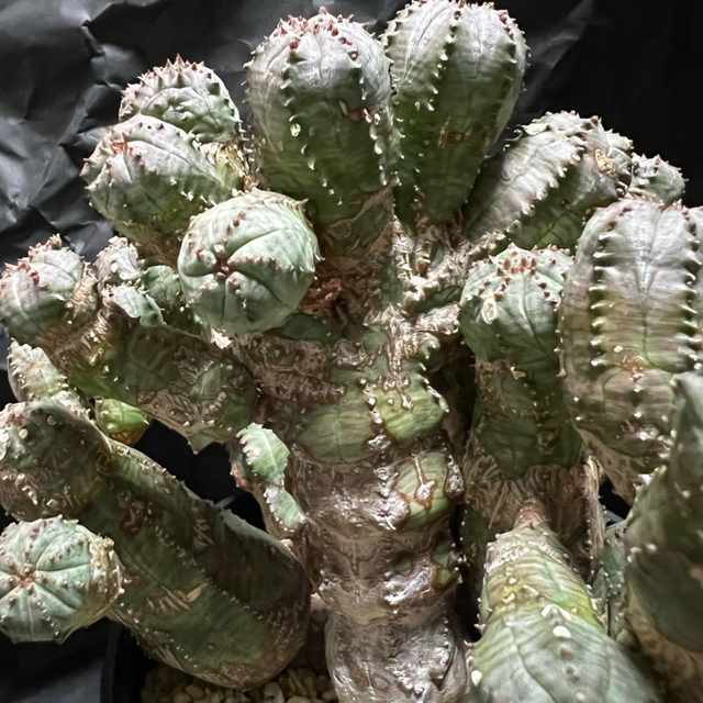 NEIGHBORHOOD(ネイバーフッド)のeuphorbia obesa ユーフォルビア オベサ モンスト 綴化 ハンドメイドのフラワー/ガーデン(その他)の商品写真