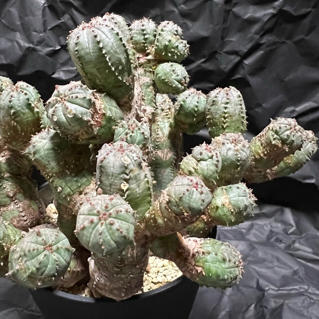 NEIGHBORHOOD(ネイバーフッド)のeuphorbia obesa ユーフォルビア オベサ モンスト 綴化 ハンドメイドのフラワー/ガーデン(その他)の商品写真