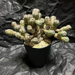 ネイバーフッド(NEIGHBORHOOD)のeuphorbia obesa ユーフォルビア オベサ モンスト 綴化(その他)