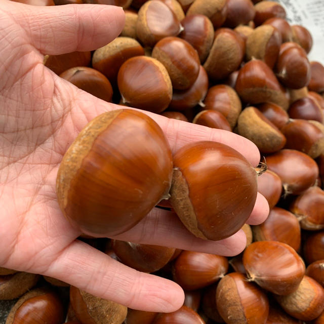 岡山県産！生栗🌰採れたて！すぐ使えます！1.5kg 食品/飲料/酒の食品(野菜)の商品写真