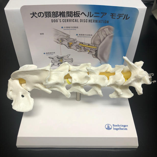 犬　骨模型頸部椎間板ヘルニア