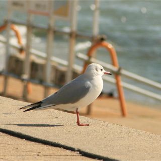 Mie様専用(小動物)