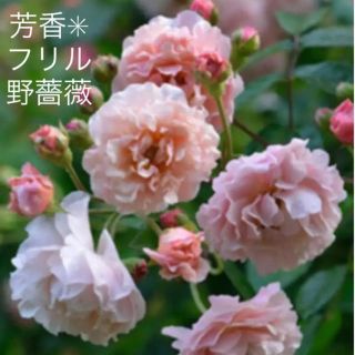 ✴️芳香✳︎フリル野薔薇　挿し穂　✴️(プランター)