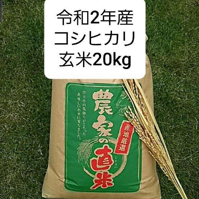 新米 令和3年産コシヒカリ玄米20kgみかん付き食品/飲料/酒