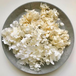 紫陽花 プリザーブドフラワー花材 アイボリー 3種(アナベル ピラミッド ゆめ)(プリザーブドフラワー)