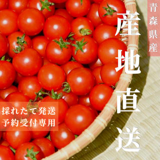 ミニトマト 1kg  [農学博士のDr.トマト] 採れたて☘️産地直送いたします(野菜)