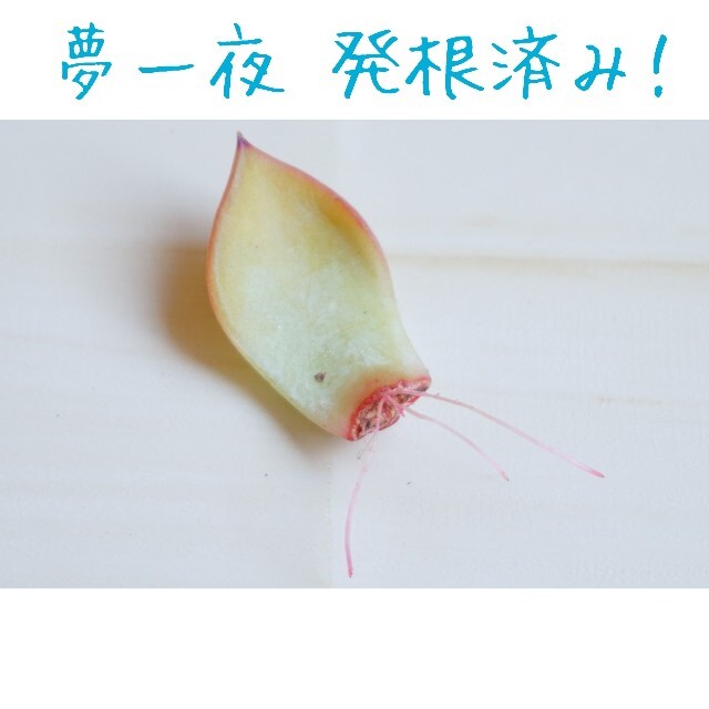 夢一夜 葉挿し 発根済み！ １枚 多肉植物アガボイデス