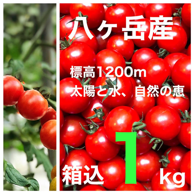 コクトマ！こくあり味濃いめ　八ヶ岳産ミニトマト 箱込約1kg　品質保証付　減農薬 食品/飲料/酒の食品(野菜)の商品写真