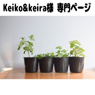 Keiko&keira様 専門ページです！(プランター)