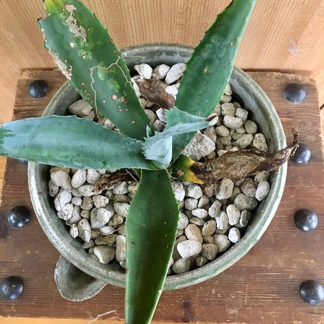 鉢 片口 植木鉢 和モダン インテリア 観葉植物の通販 By ひまつぶし S Shop ラクマ