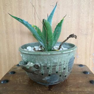 鉢 片口 植木鉢 和モダン インテリア 観葉植物(陶芸)