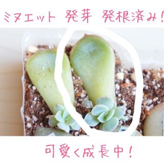 ミヌエット 葉挿し 発芽・発根済み！ １枚 多肉植物(その他)