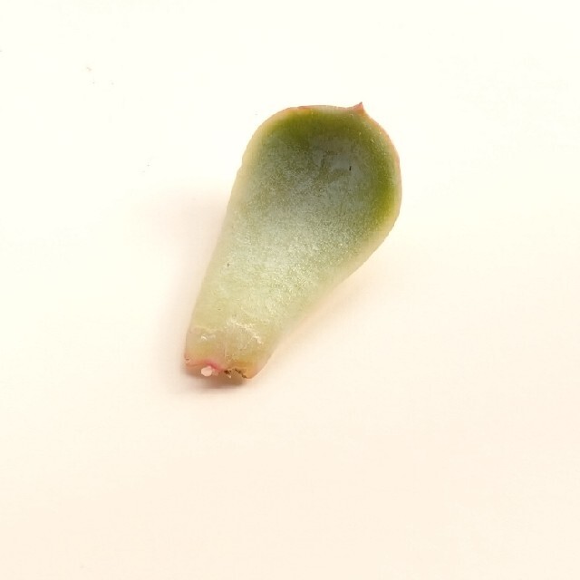 ミヌエット 葉挿し 発芽・発根済み！ １枚 多肉植物