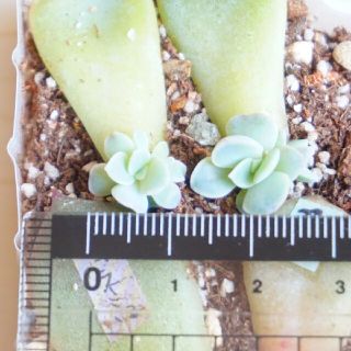 ミヌエット 葉挿し 発芽・発根済み！ １枚 多肉植物の通販 by 's shop ...