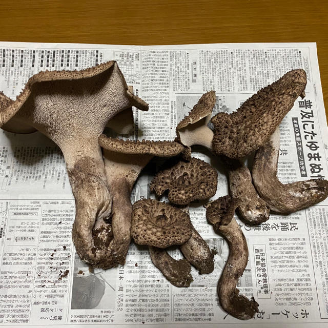 香茸 天然1.7キロ岩手県産 | www.phukettopteam.com