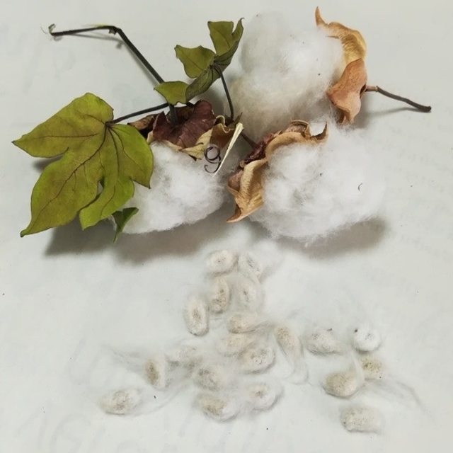 綿の種　ホワイトコットン25粒　カラーコットン25粒 ハンドメイドのフラワー/ガーデン(その他)の商品写真