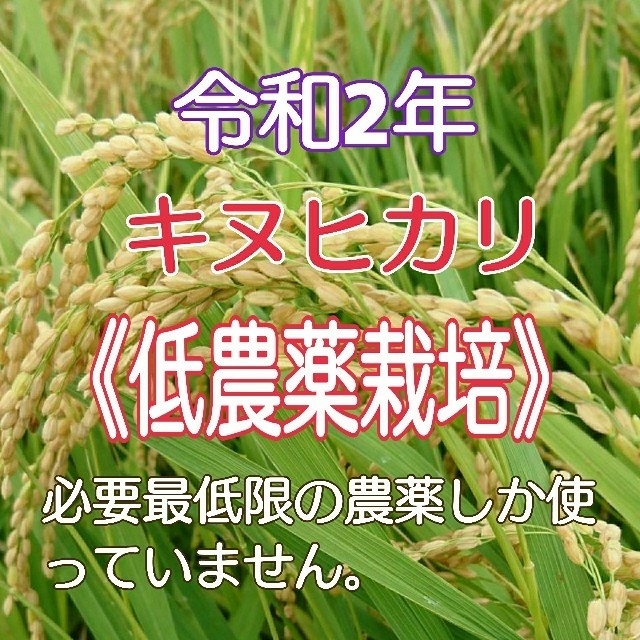 タイムセール‼️ 令和2年度 和歌山県産《新米キヌヒカリ100% 玄米10kg》 1