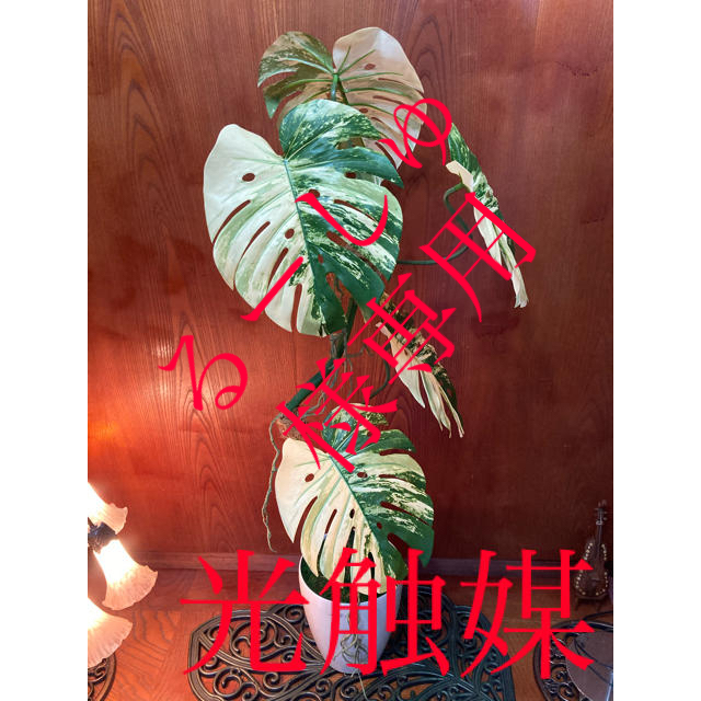 光触媒　人工観葉植物　ウォールグリーン　斑入りモンステラ12048