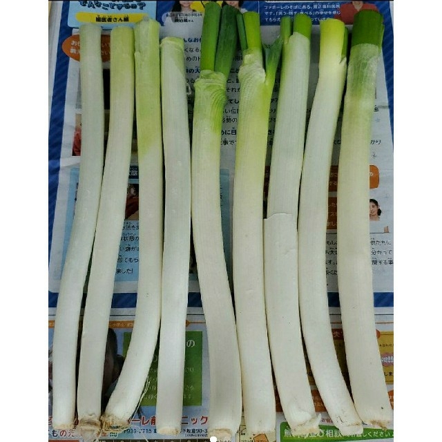 ねぎ 食品/飲料/酒の食品(野菜)の商品写真