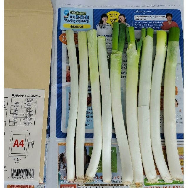 ねぎ 食品/飲料/酒の食品(野菜)の商品写真