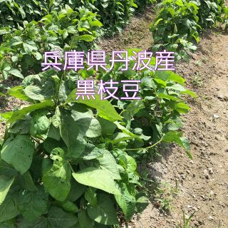 予約　丹波　黒枝豆　800g(野菜)