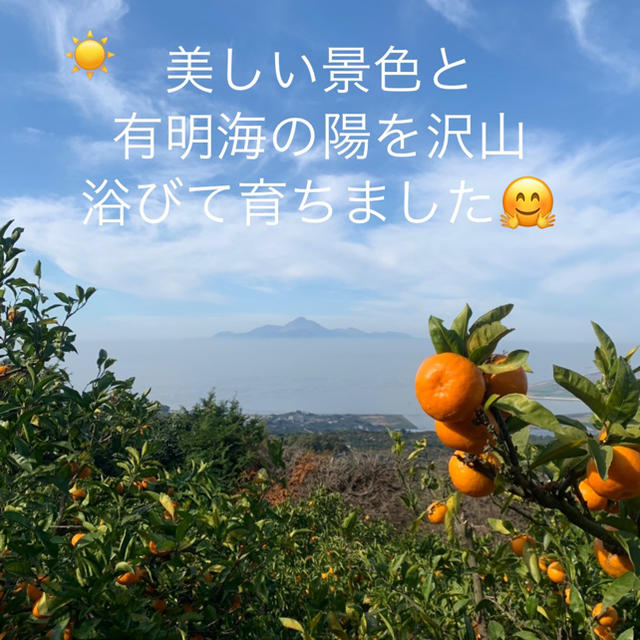 勝春おじいちゃんの美味しいみかん🍊　ひのあかり5kg  食品/飲料/酒の食品(フルーツ)の商品写真