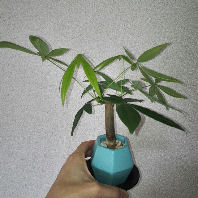 観葉植物（パキラ）