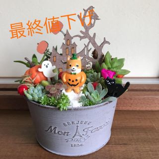 そのまま飾れる多肉植物の寄せ植え　柴犬君のハロウィン(その他)