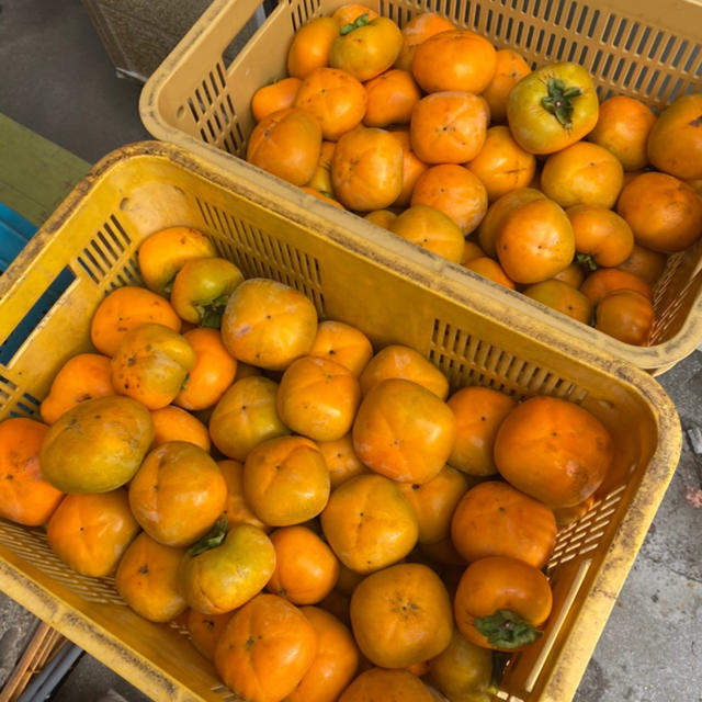 和歌山県産　柿　黒山産 食品/飲料/酒の食品(フルーツ)の商品写真