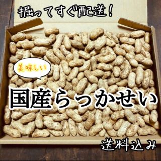 生らっかせい ② 落花生 掘り立て 土付き ピーナッツ(野菜)