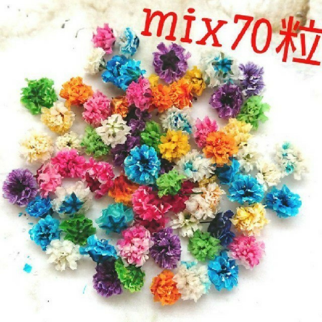 【無選別】かすみ草ドライフラワーMIX70粒 ハンドメイドのフラワー/ガーデン(ドライフラワー)の商品写真