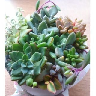 多肉植物寄せ植えセット(その他)