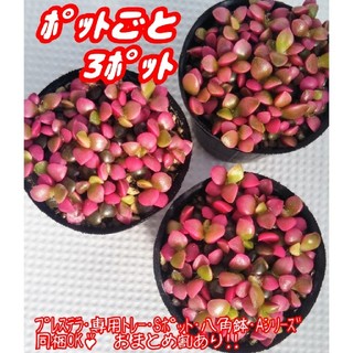 【ポットごと♪】桜吹雪×3 多肉植物 アナカンプセロス 紅葉 プレステラ(その他)