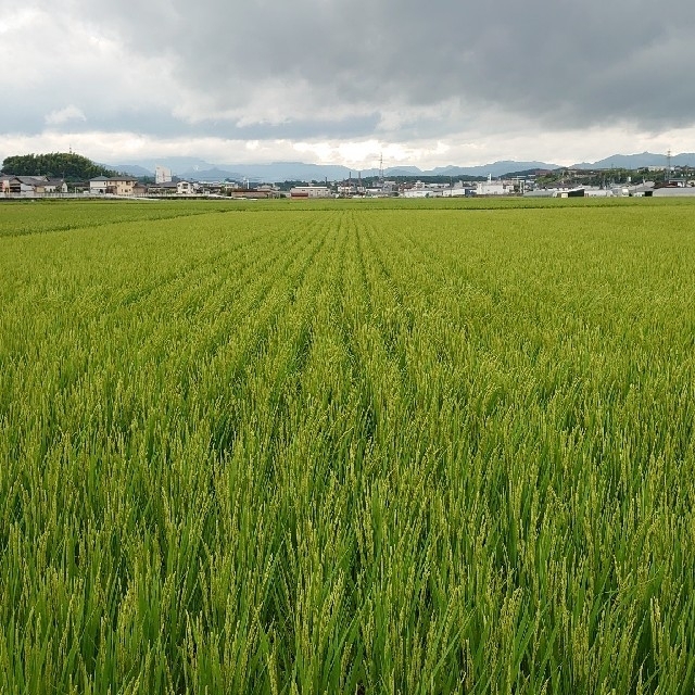 令和2年度産 新米 福岡のお米 ヒノヒカリ 玄米 10k 食品/飲料/酒の食品(米/穀物)の商品写真