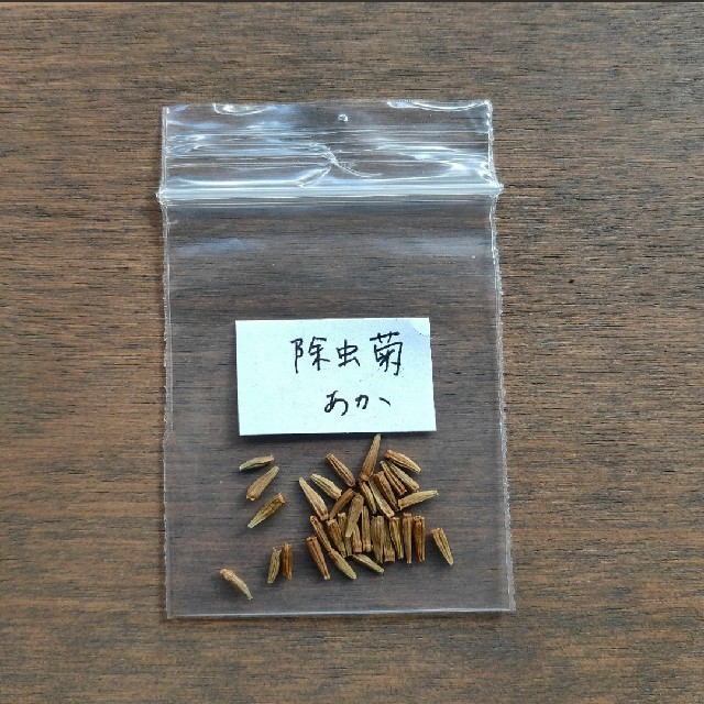 除虫菊  赤花  30粒  花種 ハンドメイドのフラワー/ガーデン(その他)の商品写真