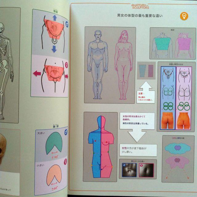shihorisu様専用 ２冊セット スカルプターのための美術解剖学