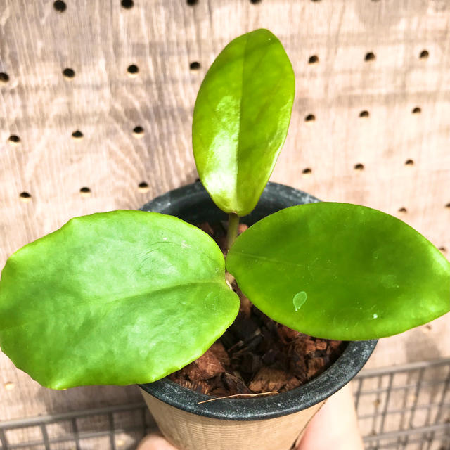 レア種 ホヤ Hoya Bicoler 観葉植物の通販 By Saka7 S Shop ラクマ レア種 ホヤ Hoya Bicoler 観葉植物の通販 By Saka7 S Shop ラクマ