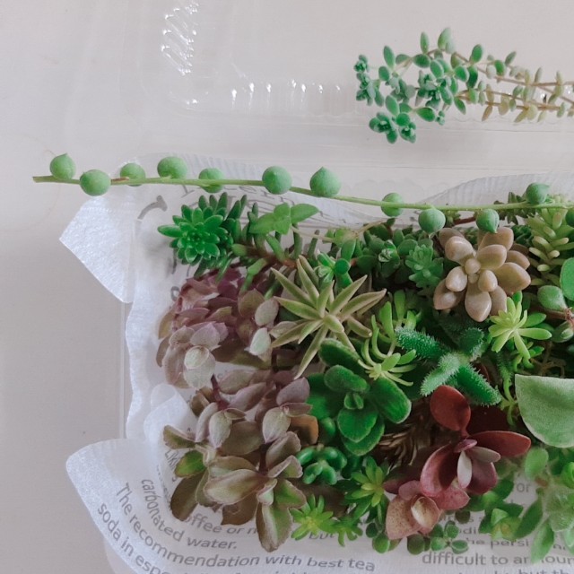 多肉植物 カット苗30種セット ハンドメイドのフラワー/ガーデン(その他)の商品写真