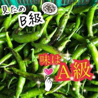 万願寺とうがらし 京野菜 訳あり B級品(野菜)