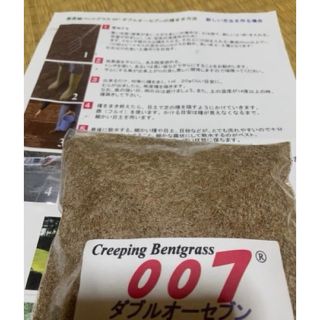 西洋芝　ベント芝　007品種　20g(プランター)