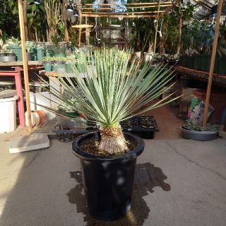 ※セール2. ユッカ ロストラータ yucca rostrata(その他)