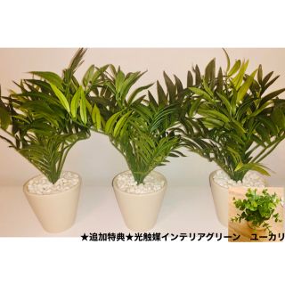 (zouka.com)光触媒観葉植物ミニパームヤシ3点+光触媒ユーカリセット(その他)