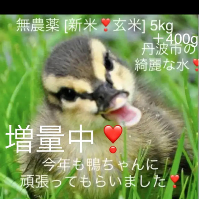 増量❣️無農薬[新米❣️玄米] 鴨ちゃんに頑張ってもらったコシヒカリ5.4kg