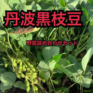 丹波黒枝豆　野菜セット　12日収穫　セール価格(野菜)