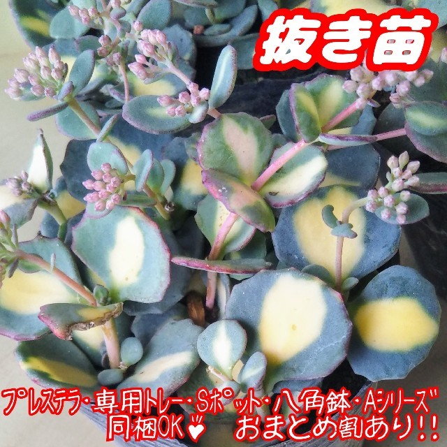 !!抜き苗!!【レア】斑入りミセバヤ 多肉植物 セダム 紅葉 プレステラ ハンドメイドのフラワー/ガーデン(その他)の商品写真