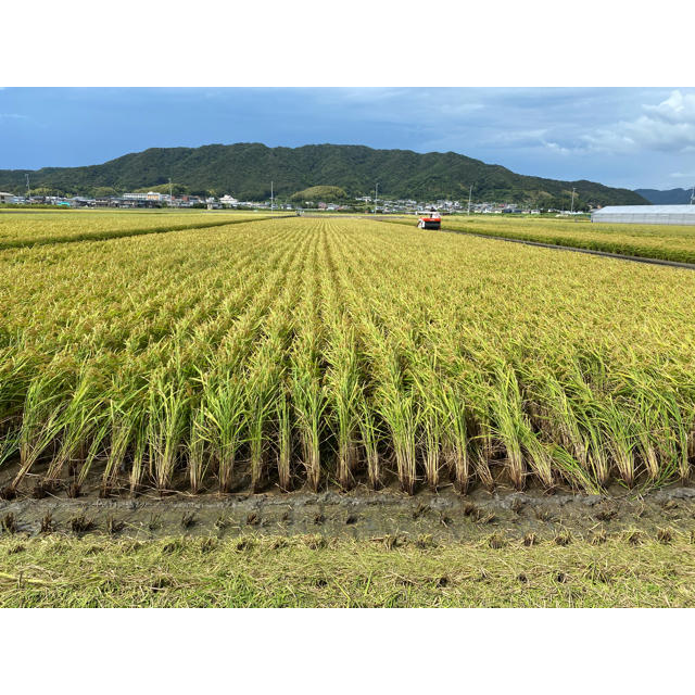 新米 令和2年産キヌヒカリ10キロ 和歌山よりお届け | www.ecotours-of