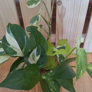 ポトス ４種 切り枝 根付き(その他)